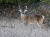 White Tail Deer