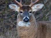 White Tail Deer