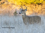 White Tail Deer