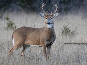 White Tail Deer