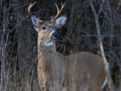 White Tail Deer