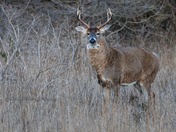White Tail Deer