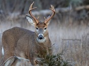 White Tail Deer