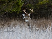 White Tail Deer