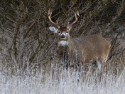 White Tail Deer