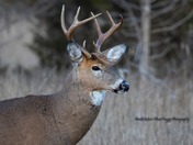 White Tail Deer