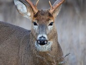 White Tail Deer