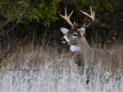 White Tail Deer