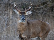 White Tail Deer