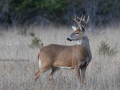 White Tail Deer