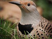 Northern Flicker Close-up