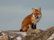 Red Fox