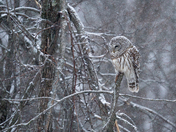 Barred Owl in the flurries
