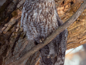 Into the intimate world oh the Great Grey Owl