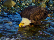 Drinking In A Stream