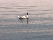 Swan on Lake Ontario 