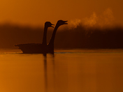 Making sure the rest of the lake is awake 