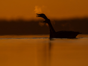 Making sure the rest of the lake is awake 