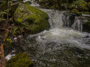 Rainforests of Vancouver island