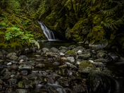Rainforests of Vancouver island