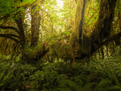 Rainforests of Vancouver island
