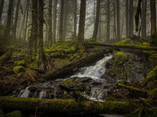 Rainforests of Vancouver island