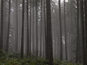 Rainforests of Vancouver island