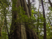 Rainforests of Vancouver island