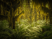 Rainforests of Vancouver island