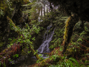 Rainforests of Vancouver island