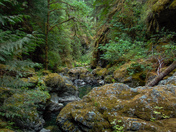 Rainforests of Vancouver island