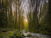 Rainforests of Vancouver island