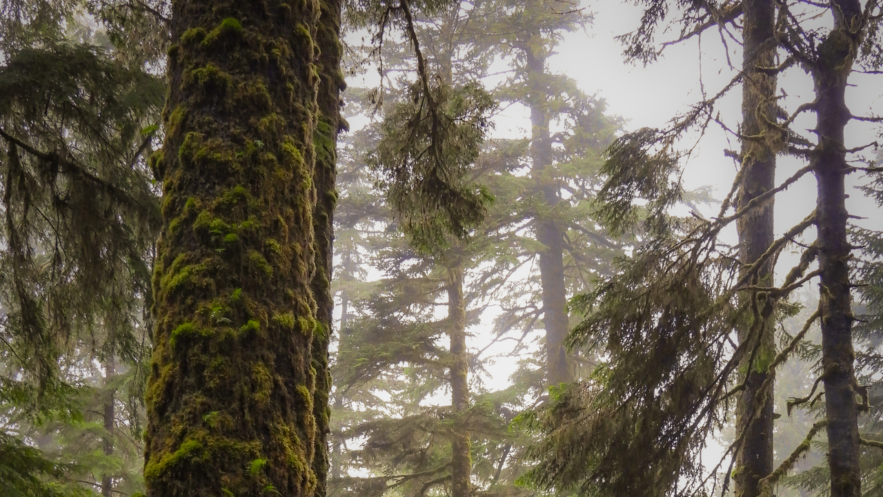 Rainforests of Vancouver island