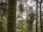 Rainforests of Vancouver island