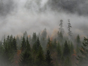 Rainforests of Vancouver island