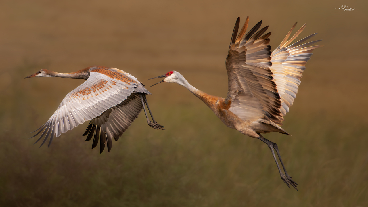 Giddy Up Little Colt 