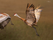 Giddy Up Little Colt 