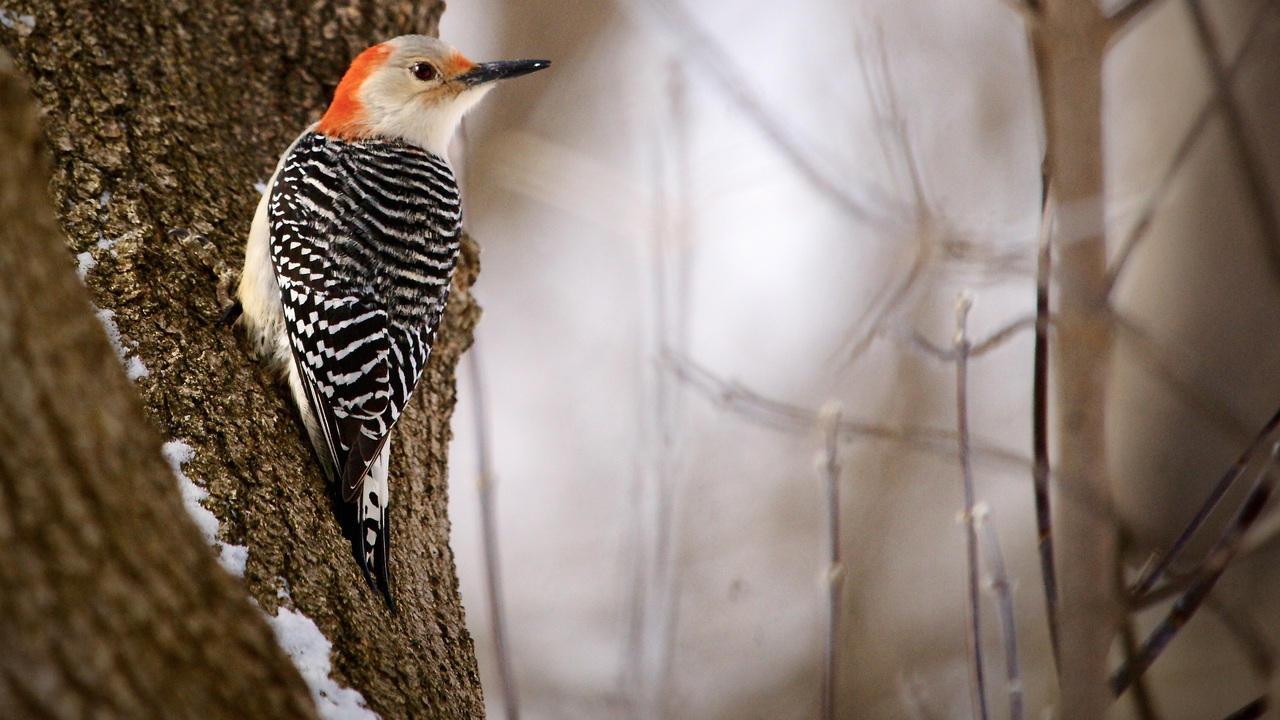 Red Bellied Woodpecker