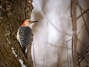 Red Bellied Woodpecker
