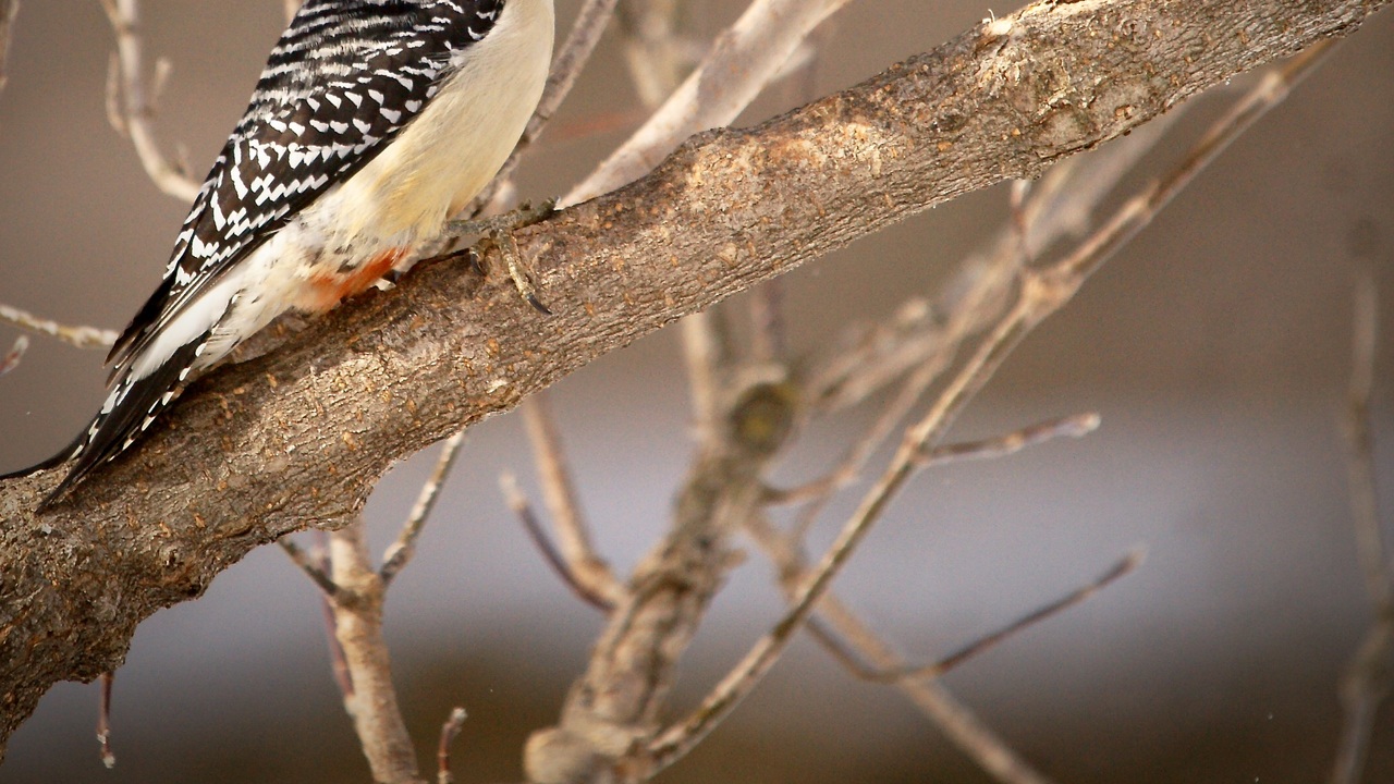 Red Bellied Woodpecker