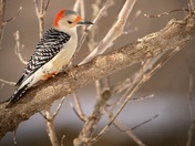 Red Bellied Woodpecker