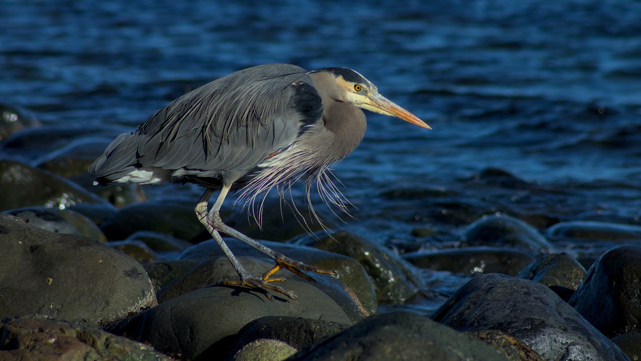 Walking the Shoreline