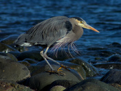 Walking the Shoreline