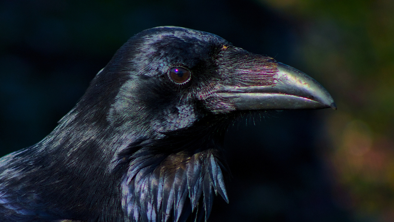A Raven Portrait