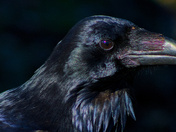 A Raven Portrait