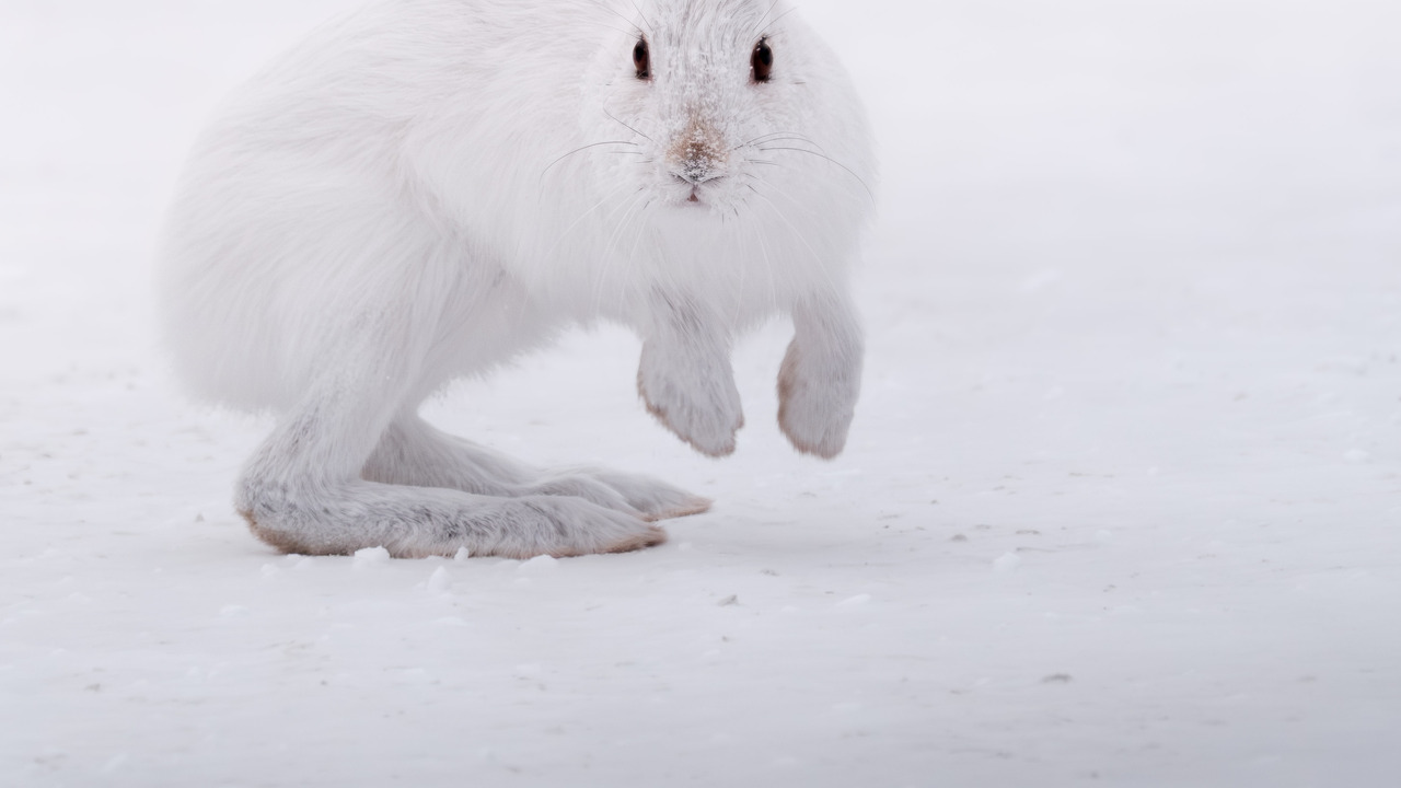 Winter Hare
