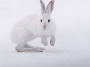 Winter Hare