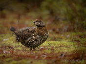 Female Spruce Grouse