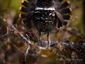 Spruce Grouse [male]