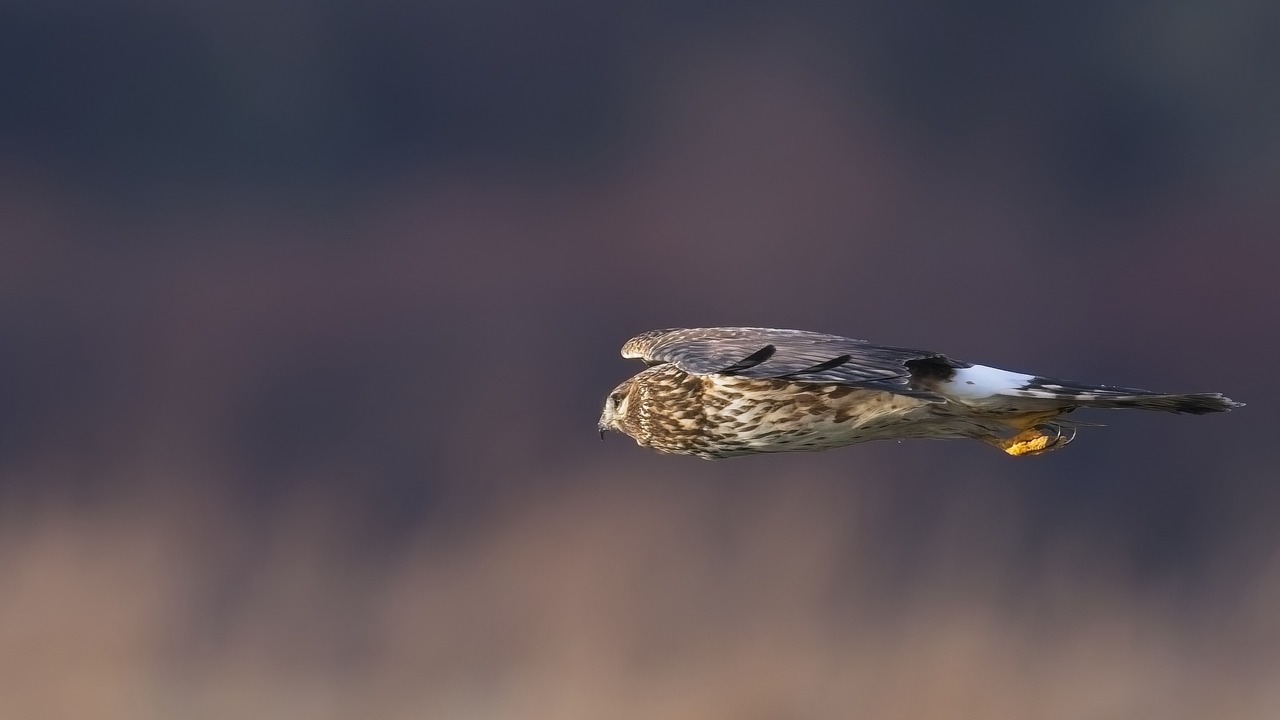 Harrier In Flight